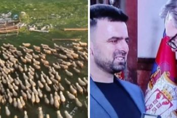 Priča o braći Kurtagić iz Čitluka, dobitnici državnog ordena. Gaje i do 2.000 ovaca