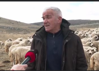 Jedan od najuspešnijih farmera na Pešteru- Faik Hot, preko 400 ovaca uzgaja