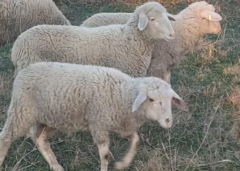 Nakon masakra dečaka nad jaganjcima otkriveni jezivi detalji, ranije ubio 10 kokošaka