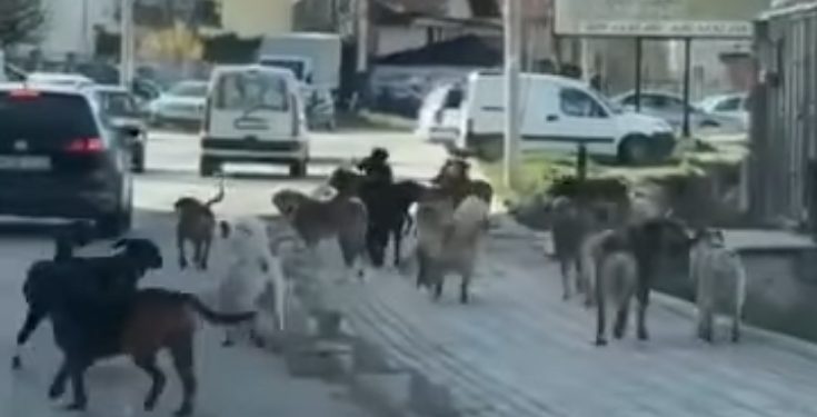 Tutin: Uznemirujući video sa ulice prema Gimnaziji, čopor pasa lutalica