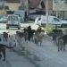 Tutin: Uznemirujući video sa ulice prema Gimnaziji, čopor pasa lutalica