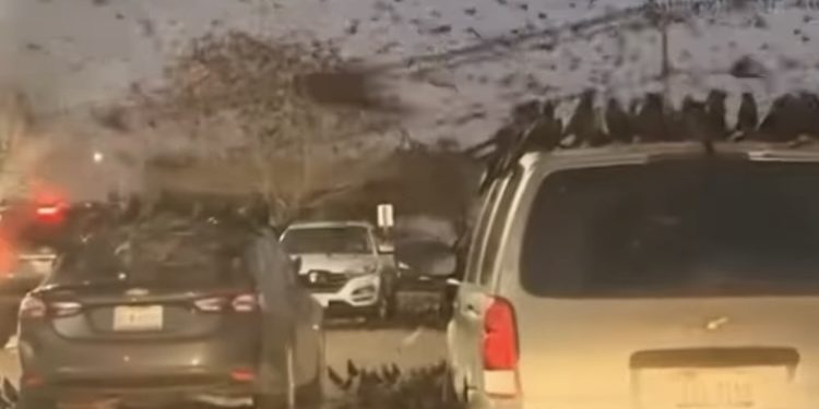 Velika jata vrana napala Ameriku, urbani delovi gradova