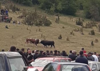 Tradicionalni Teferič Polica kod Dolova održan, glavna atrakcija borba bikova