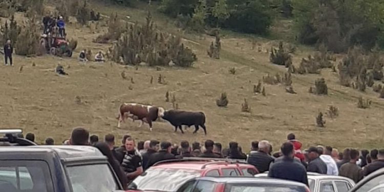 Tradicionalni Teferič Polica kod Dolova održan, glavna atrakcija borba bikova