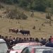 Tradicionalni Teferič Polica kod Dolova održan, glavna atrakcija borba bikova