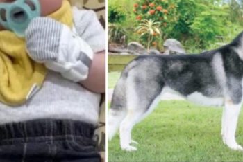 Oprez za vlasnike porodičnih pasa! Jedan je jutros usmrtio šestomjesečnu bebu