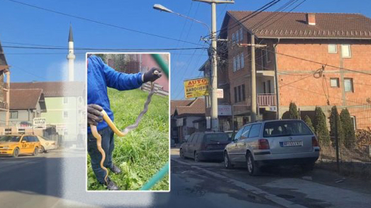 Novopazarac uhvatio zmiju od 2 metra u naselju Selakovac