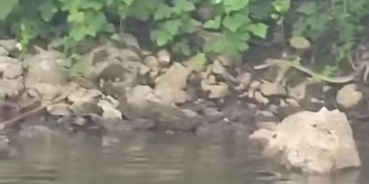 Ljudi kažu anakonda na Ribarićkom jezeru, ogromna zmija snimljena