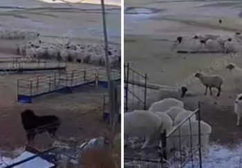 Kako pas brani stado ovaca od napada vuka VIDEO