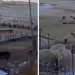 Kako pas brani stado ovaca od napada vuka VIDEO