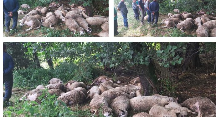 Jako nevrijeme zahvatilo Tutinsku opštinu, u Selu Veseniće grom ubio 30 ovaca i 10 jagnjadi