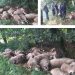 Jako nevrijeme zahvatilo Tutinsku opštinu, u Selu Veseniće grom ubio 30 ovaca i 10 jagnjadi