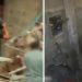 Gaza: Harbri Palestinac sam pružio otpor 8 sati, preživjelo 10 bombi