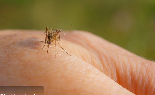 Registrovan prvi slučaj oboljenja od groznice Zapadnog Nila, šta treba da znate