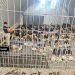 Zatvor nazvan “izraelski Guantanamo”: Palestince grupno siluju i muče