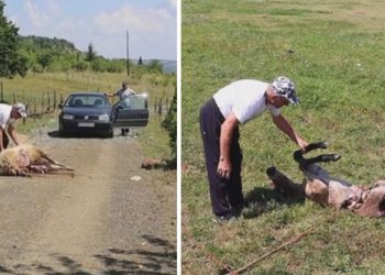 Vukovi nanijeli veliku štetu gazdinstvu Korać, stradali ovan i ždrebe
