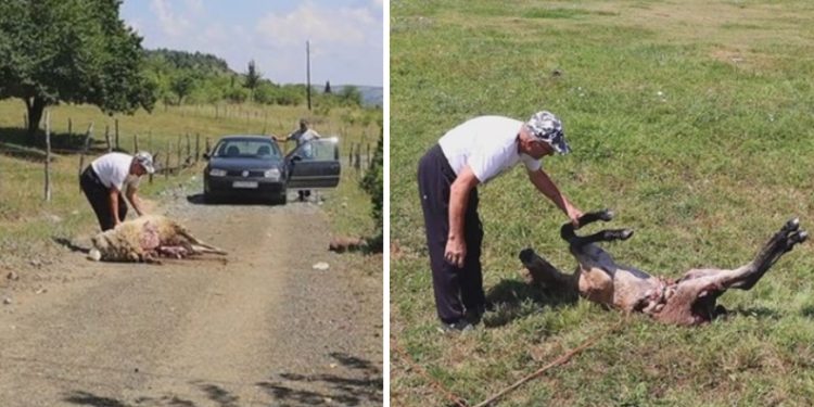 Vukovi nanijeli veliku štetu gazdinstvu Korać, stradali ovan i ždrebe