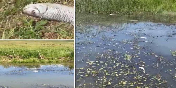 Pešter: Masovan pomor ribe u Đerekarskoj rijeci, zabrinutost mještana