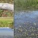 Pešter: Masovan pomor ribe u Đerekarskoj rijeci, zabrinutost mještana