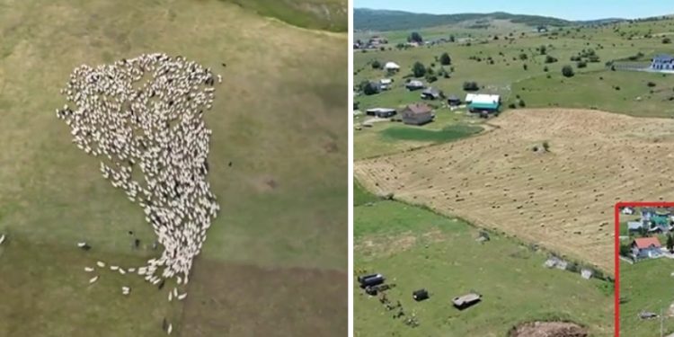 Pešter bije veliku bitku sa sušom koja je pogodila region, zbog nestašice vode ugrožena stoka
