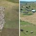 Pešter bije veliku bitku sa sušom koja je pogodila region, zbog nestašice vode ugrožena stoka