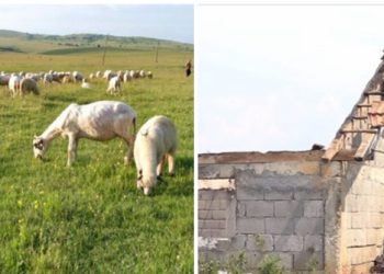Situacija na Pešteru alarmantna zbog nedostatka vode usljed suše, štala izgorjela u Kamešnici