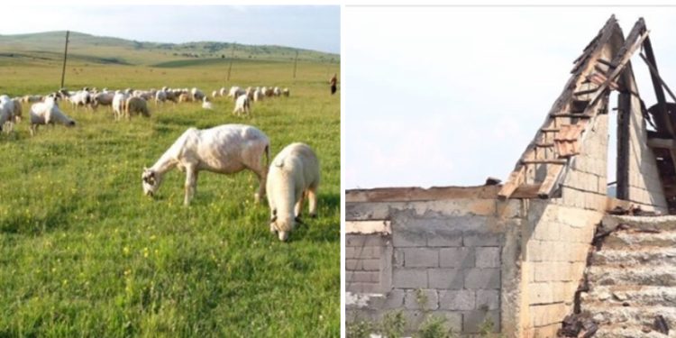 Situacija na Pešteru alarmantna zbog nedostatka vode usljed suše, štala izgorjela u Kamešnici