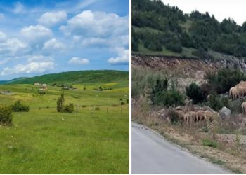 Pešter se suočava sa velikom sušom, ugrožen stočni fond. Izvori u Sjeničkoj opštini presušili