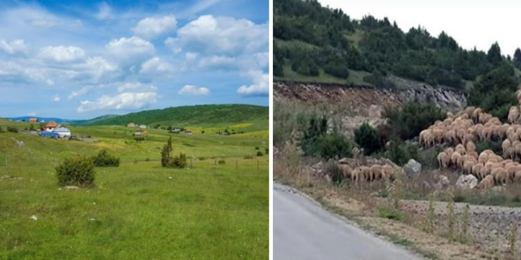 Pešter se suočava sa velikom sušom, ugrožen stočni fond. Izvori u Sjeničkoj opštini presušili