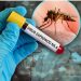 Opasan virus hara Srbijom, prenosi ga komarac. U prethodnoj nedjelju 6 osoba zaraženo