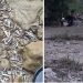Ibar presušio, veliki broj izumrlih riba po suhom koritu VIDEO