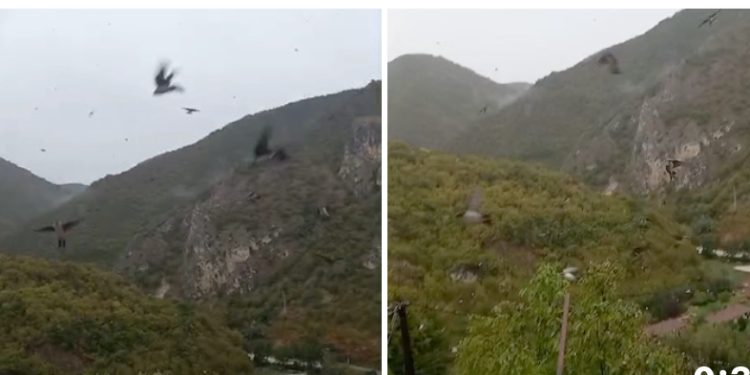 Novi Pazar: Pazarište prekrilo jato nepoznatih ptica VIDEO