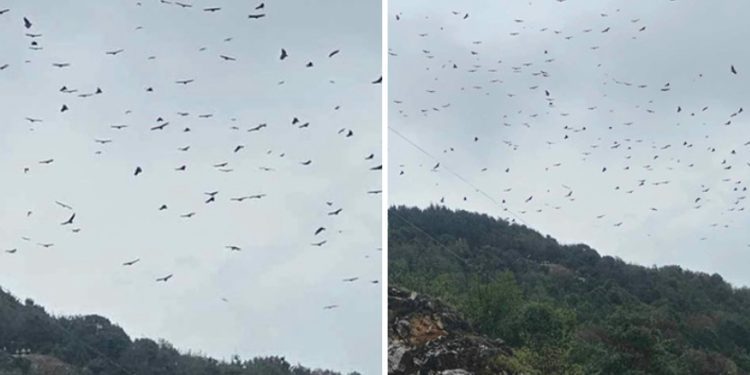 Sjeničaci ne pamte ovoliko bjeloglavih supova na jednom mjestu, u šali kažu možda su svatovi