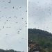 Sjeničaci ne pamte ovoliko bjeloglavih supova na jednom mjestu, u šali kažu možda su svatovi
