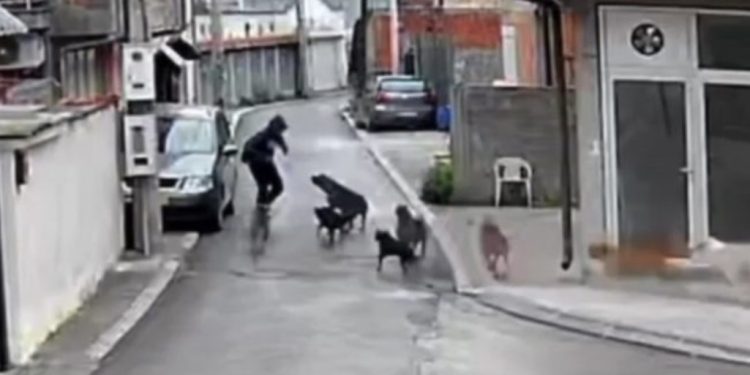 Novi Pazar: Dječaka umalo rastrgli psi lutalice, spasio ga slučajni vozač iz auta