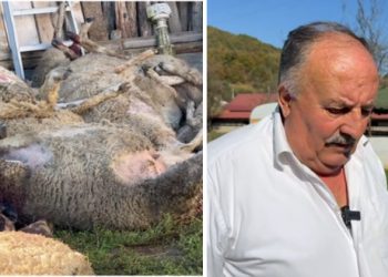 U 10 minuta stradalo 49 ovaca na imanju porodice Škrijelj, ovolika šteta od pasa lutalica nije zabilježena