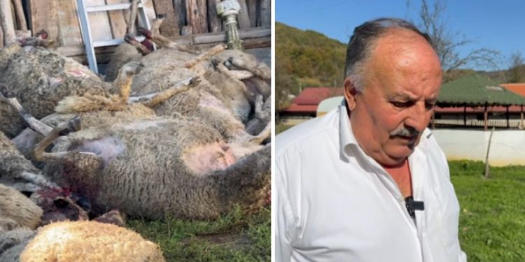 U 10 minuta stradalo 49 ovaca na imanju porodice Škrijelj, ovolika šteta od pasa lutalica nije zabilježena
