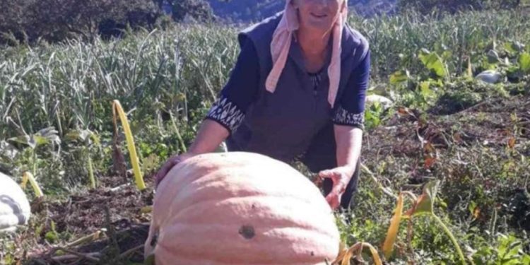 Neobična tikva težine 76 kilograma na imanju Šeha i Hajrije Halilović
