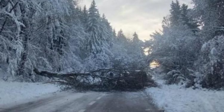 Apel vozačima na oprez zbog leda na putu. Drvo palo na automobil