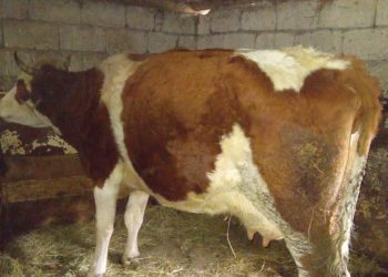 Žena preminula nakon uboda krave, dok je pokušala pomusti ubola je rogom