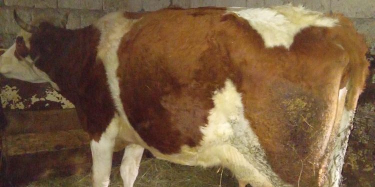 Žena preminula nakon uboda krave, dok je pokušala pomusti ubola je rogom