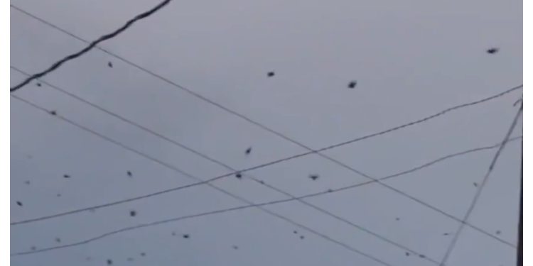 Šokantno otkriće: Kamera umjesto ptica uhvatila insekte, snimatelj ostao zbunjen