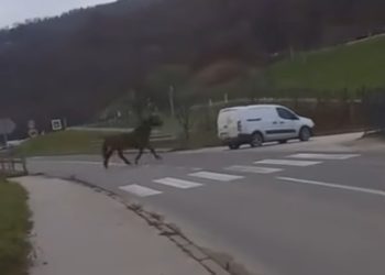 Šokantan incident i iživljavanje nad životinjama: Konj vezan za automobil