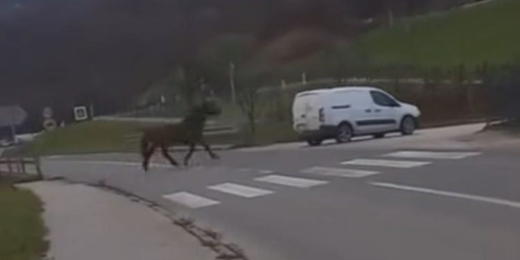Šokantan incident i iživljavanje nad životinjama: Konj vezan za automobil