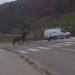 Šokantan incident i iživljavanje nad životinjama: Konj vezan za automobil