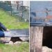 Tragična nesreća: Mirsad M. izgubio život u bunaru, dok je ponio kravu okliznuo se