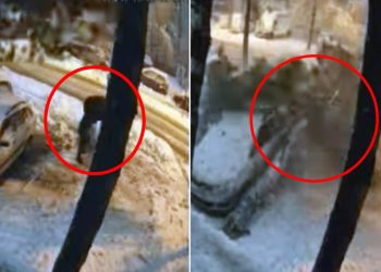 Dramatične scene usled obilnih snježnih padavina, drvo palo na pješaka