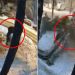 Dramatične scene usled obilnih snježnih padavina, drvo palo na pješaka