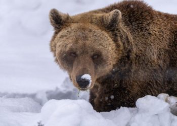 Napad medvjedice u Ribarićima: Teško povrijeđen lovočuvar, mještani u strahu