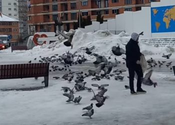 Miki frizer: Heroj Tutinskog Trga, ljubav prema golubovima i prirodi